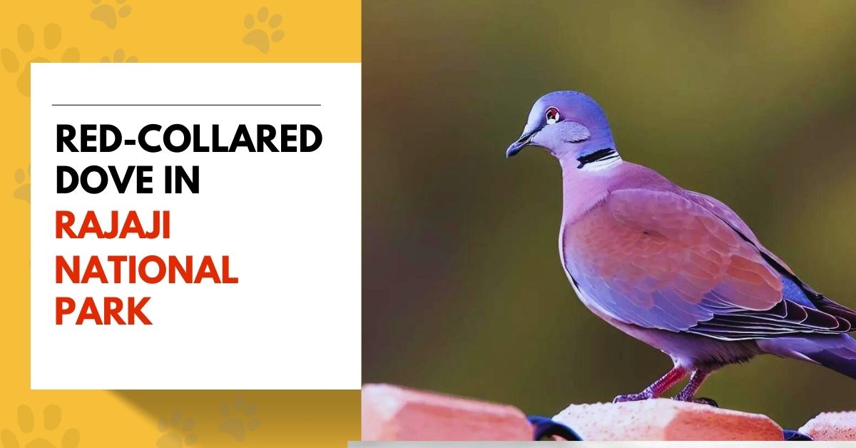 Red-Collared Dove in Rajaji National Park